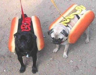 funny_pictures_Two_Hot_Dogs.jpg.jpeg